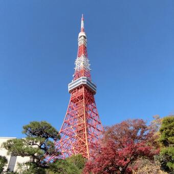青空と東京タワー 東京タワー,青空,東京の写真素材