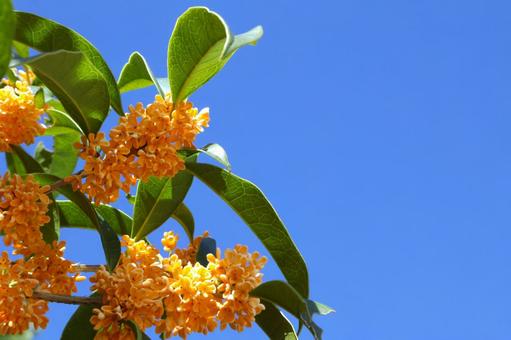 金木犀の花と青空　秋 金木犀,キンモクセイ,花の写真素材