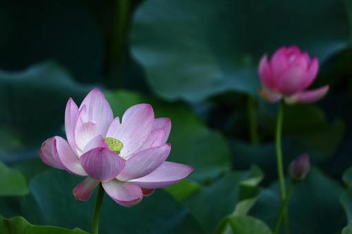 神聖な花 神聖な花の写真