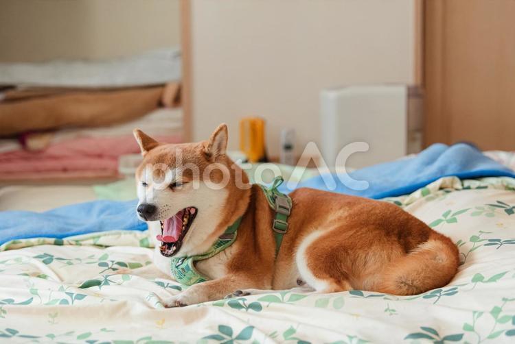 布団の上でくつろいで大あくびをする柴犬 柴犬,しばいぬ,日本犬の写真素材