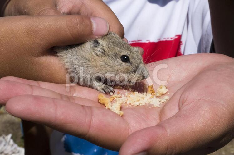モンゴルのネズミにエサをやる ネズミ,野生のネズミ,モンゴルの写真素材