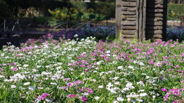 日比谷公園の花壇 日比谷公園の花壇の写真