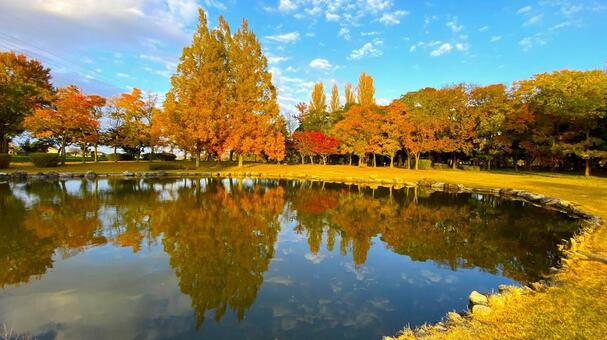 紅葉の北部公園（金沢） 紅葉,秋,公園の写真素材