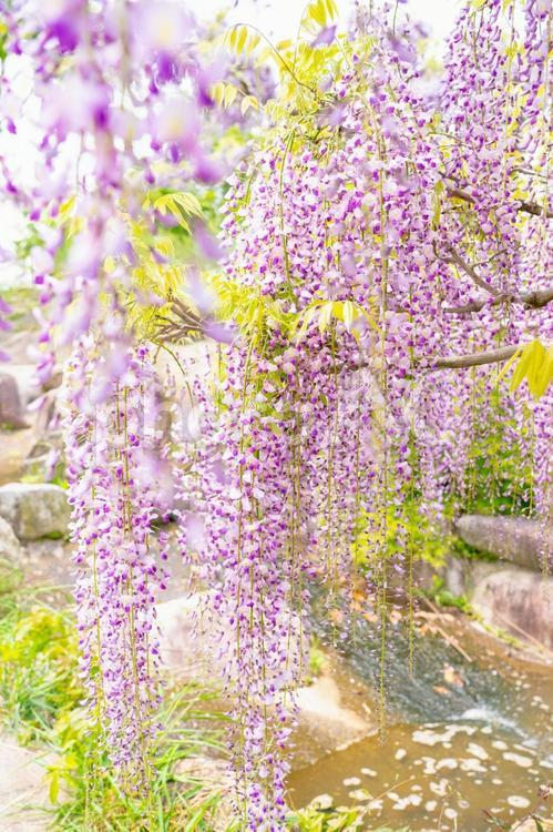 かざはやの里（藤）4 自然,景色,春の写真素材