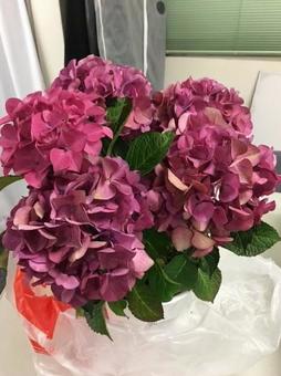 Photo, hydrangea, chikushi ruby, flower, 
