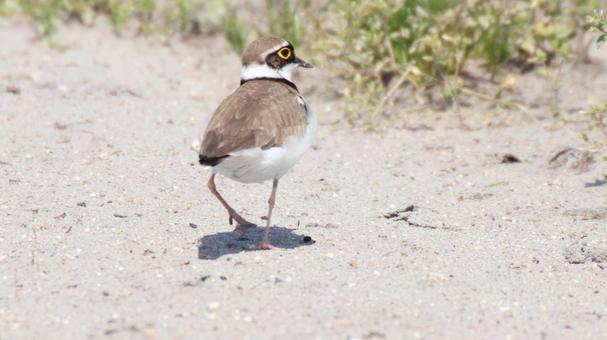 散歩中のコチドリの写真