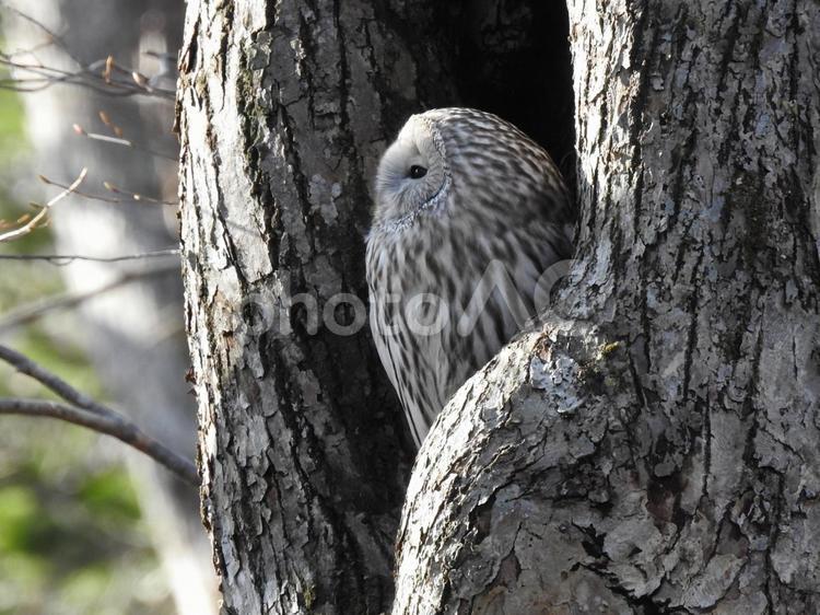 エゾフクロウ エゾフクロウ,ふわふわ,野鳥の写真素材