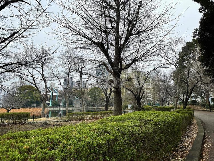 上野恩賜公園　不忍池　雨の不忍池 上野恩賜公園（うえのおんしこう,台東区,不忍池（しのばずのいけ）の写真素材