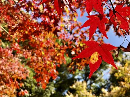 紅葉118 紅葉118の写真