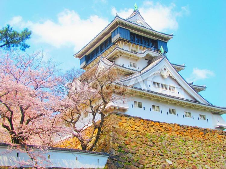小倉城と桜 小倉城,桜,サクラの写真素材