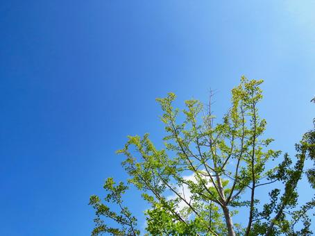 夏イメージ〜青空と木のイメージ 夏イメージ〜青空と木のイメージの写真
