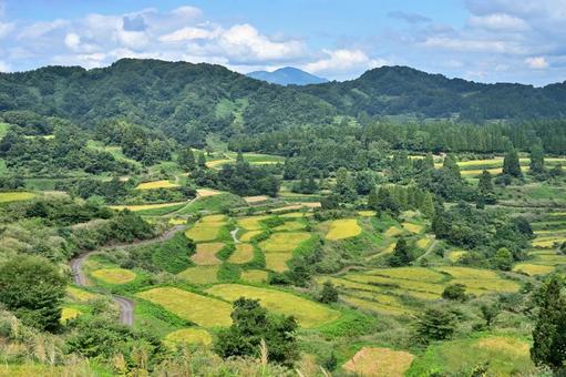 星峠の棚田 棚田,星峠,越後松代棚田群の写真素材