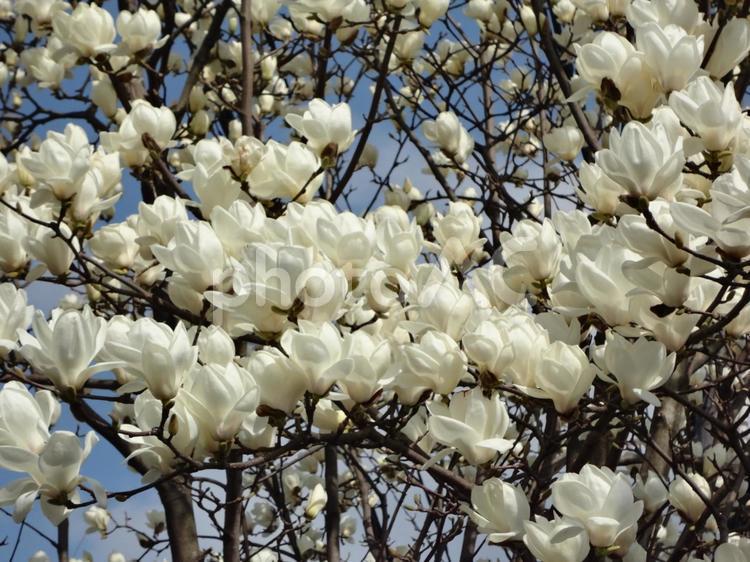 	満開のモクレンの花が咲き誇る春の風景 花,植物,白の写真素材