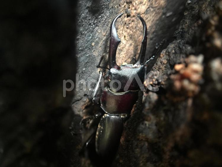 クヌギの洞にコクワガタ クヌギの洞にコクワガタ,コクワガタ,小鍬形の写真素材