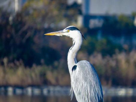 水辺に佇むアオサギ アオサギ,野鳥,動物の写真素材