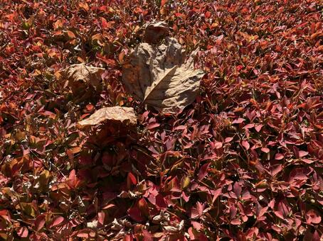 紅葉テクスチャー 紅葉,テクスチャー,赤系の写真素材