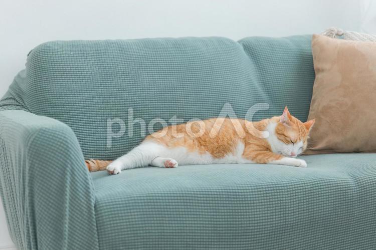ソファでくつろぐ雑種の猫（グルーミング） グルーミング,毛繕い,猫の写真素材
