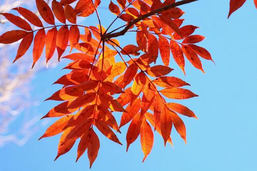 Autumn colors, JPG Autumn colors, autumn leaves, yellow leaves, red, JPG