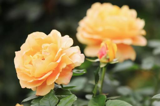 バラの花アップ（ケニギンベアトリックス） ばら,バラ,薔薇の写真素材