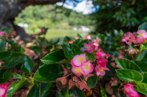 ベゴニア ベゴニア,花,ピンクの写真素材