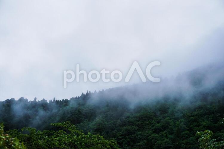 雨降りの霧立ち上る木々 雨,霧,山の写真素材