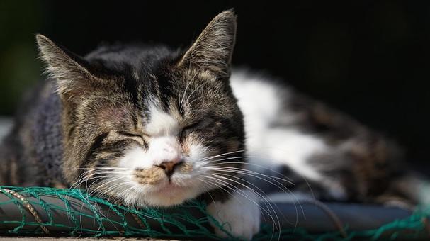 Cat taking a nap, JPG Cat taking a nap, JPG