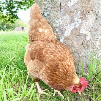 木の下のニワトリ 木の下のニワトリ ニワトリ,にわとり,鶏の写真素材