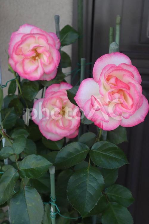 京成バラ園に行きたい バラ,ピンク,5月の写真素材