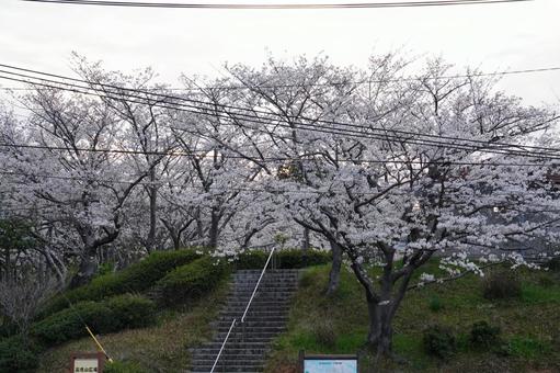 サクラの咲いた公園の風景 サクラの咲いた公園の風景の写真