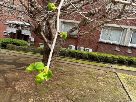 木の芽 木の芽の写真