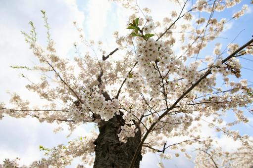 桜の花の造形美 桜の花の造形美の写真