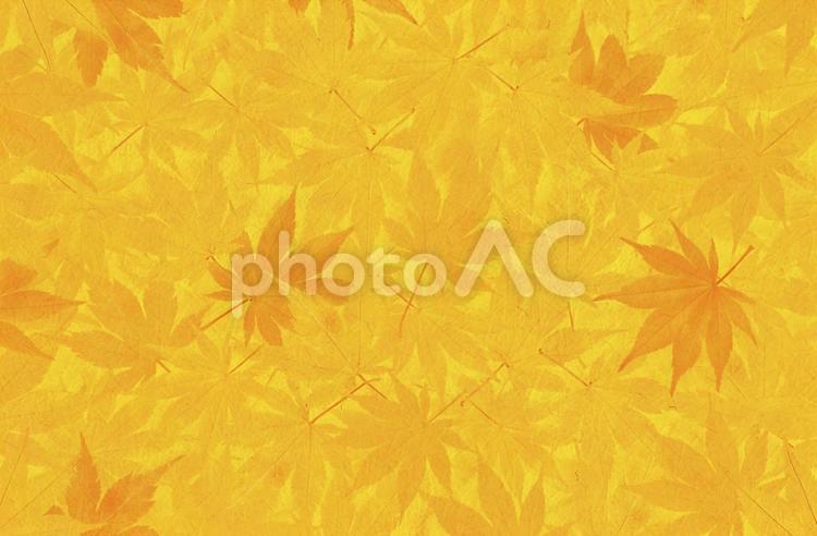 黄色の和紙と紅葉の背景 秋,紅葉,和紙の写真素材