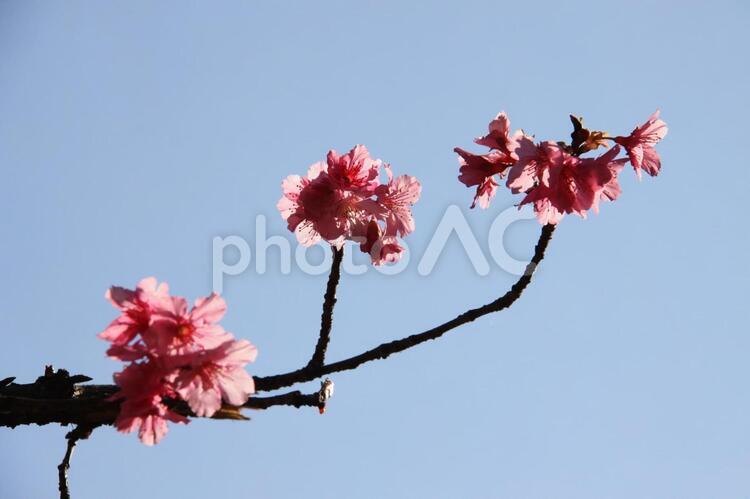 冬のサンパウロに咲く桜の花 桜,さくら,サクラの写真素材