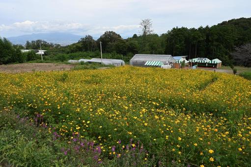 希望の丘農園で撮ったキバナコスモスの畑 自然,風景,キバナコスモスの写真素材