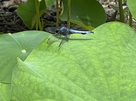 ハスの葉にとまったトンボ ハスの葉にとまったトンボの写真