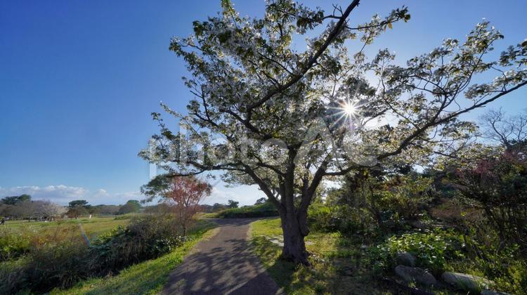 さくらの木漏れ日 桜,お花見,春の写真素材