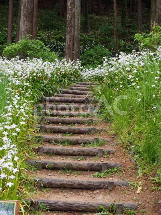 森の小径の階段 縦構図 風景,日本,観光地の写真素材