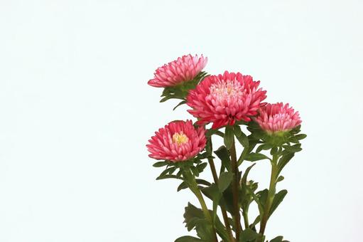 アスター菊の写真