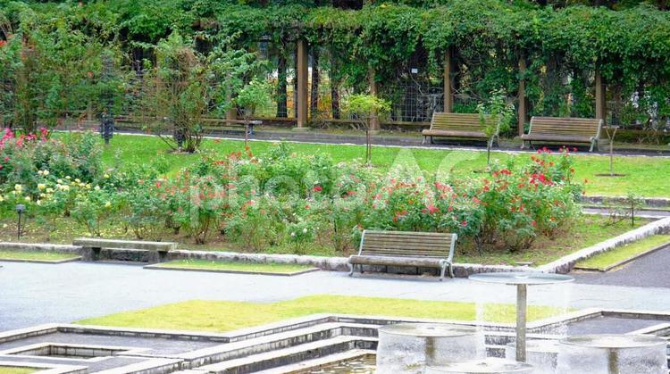 県立播磨中央公園　バラ園 播磨中央公園,ばら,バラの写真素材