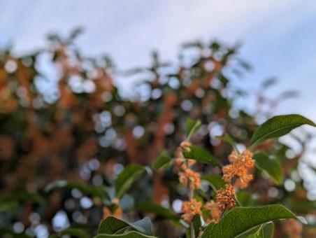 金木犀の木 木,そら,自然の写真素材