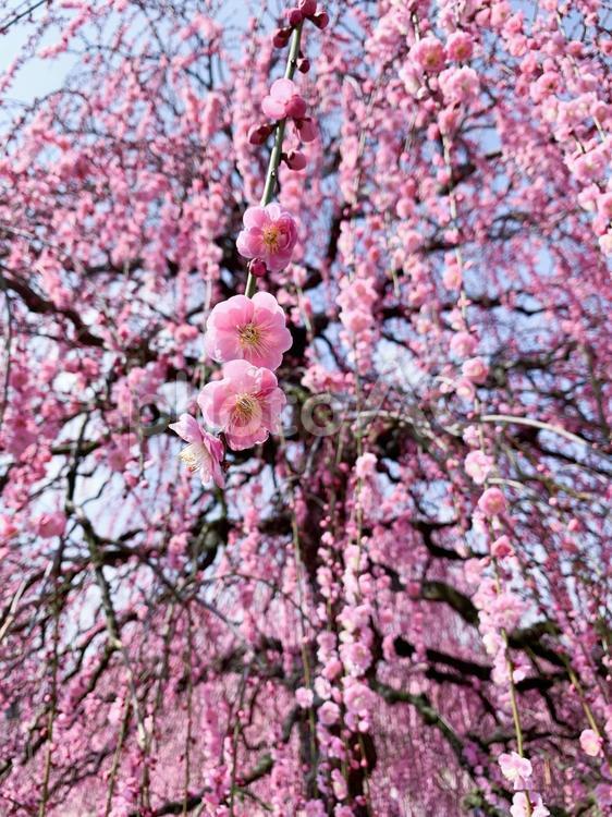 満開の枝垂れ梅 枝垂れ梅,梅,桃色の写真素材