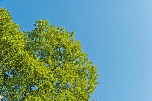 青空に映える新緑の樹木 樹木,新緑,青空の写真素材