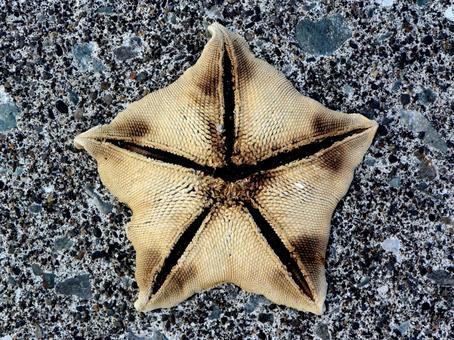 打ち上げられたイトマキヒトデ 打ち上げられたイトマキヒトデ イトマキヒトデ,ヒトデ,魚介類の写真素材