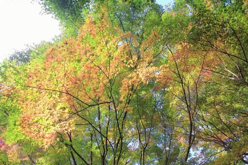 柔らかなもみじの紅葉 紅葉,もみじ,秋の写真素材