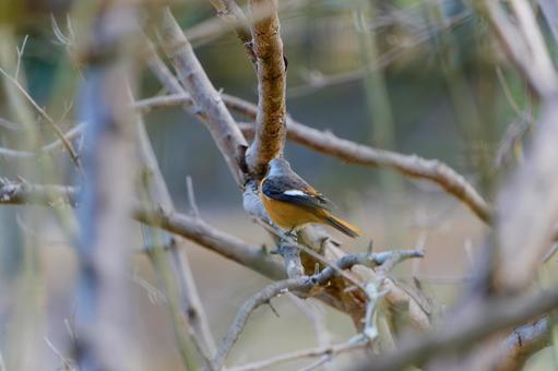 The back view of a Daurian redstart perched on a branch, JPG The back view of a Daurian redstart perched on a branch, JPG