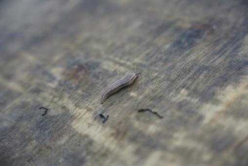 木肌を這うナメクジの写真