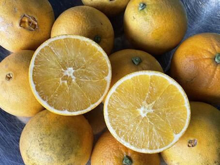 ネーブル ネーブルオレンジ,柑橘,フルーツの写真素材