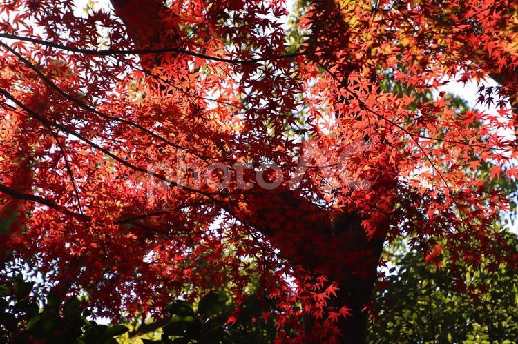 真っ赤に紅葉する公園のモミジ 紅葉,モミジ,もみじの写真素材