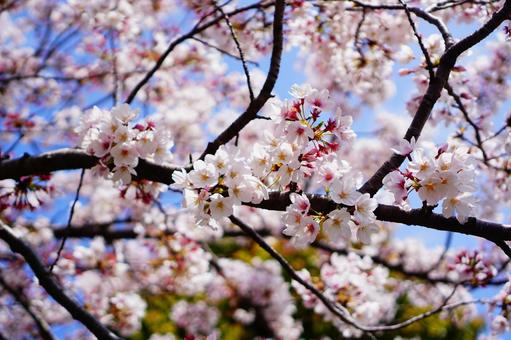 桜の木と青空 桜の木と青空の写真
