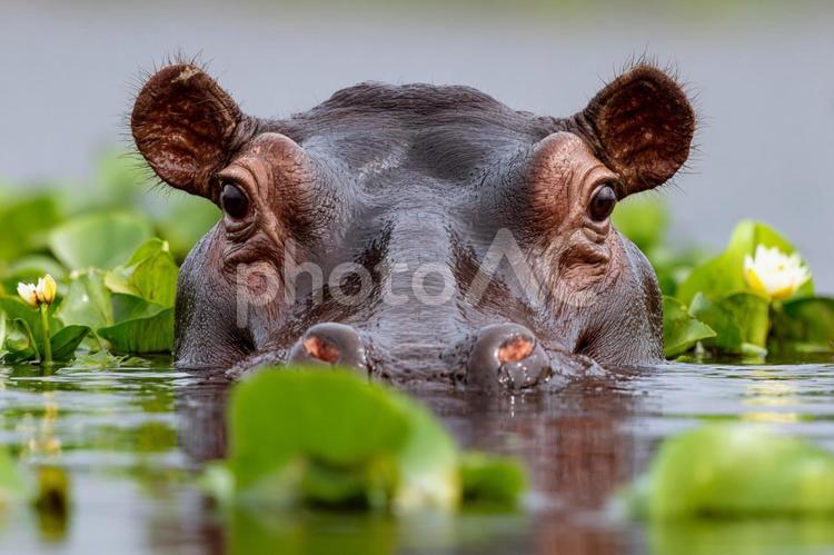 水面に顔を出す野生のアフリカカバ カバ,アフリカ,野生動物の写真素材